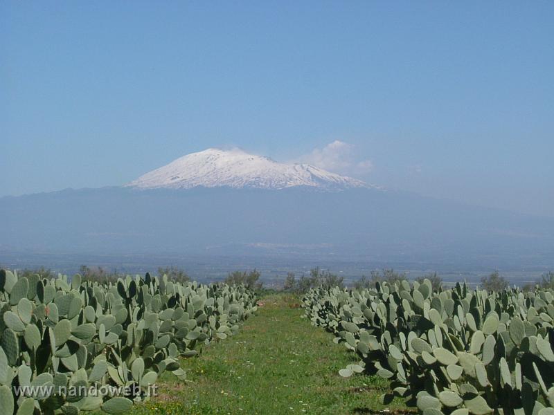 ETNA_E_FICHI_D'INDIA 2.JPG